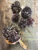 Dried Hydrangea Bouquet- Bunch of Five — Tesoro Flowers