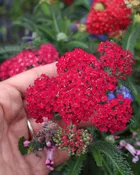 Achillea millefolium - Red Velvet