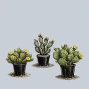 3.5 Inch Assorted Cacti