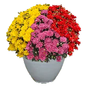 12" Fancy Planter Mumbo Stellar #2
