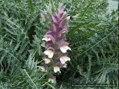 Acanthus syriacus, Syrian Acanthus