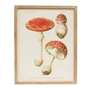 CWI Gifts - Vintage Amanita Muscaria Mushroom Framed Print - G65380