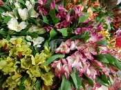 Alstromeria Assorted