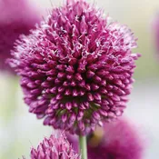 Allium Sphaerocephalon Bulbs