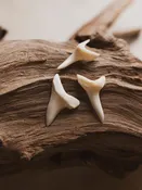 1-1.25" Mako Shark Tooth, NA775