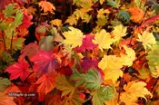 Acer japonicum 'Indian Summer' Full Moon Japanese Maple