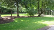 PT 310 Lush Lawn Mix