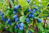 Honeyberry/Haskap, Tundra — The Farm Between