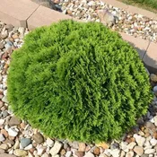 Arborvitae Hetz Midget