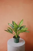 Aglaonema "Silverado"