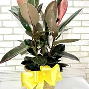 Rubber Tree Plant
