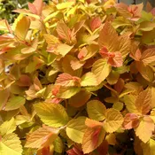 Double Play® Candy Corn® Spiraea