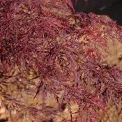 Acer Palmatum Dissectum ‘Tamukeyama’