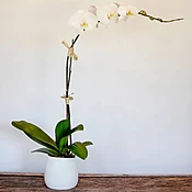 Phalaenopsis Orchid