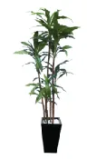 Dark Dracaena