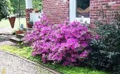 AZALEA ENCORE AUTUMN ROYALTY (3 GALLON) azalea x ‘encore’