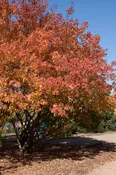 Amur Maple