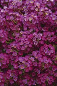 Alyssum Clear Crystal Purple Shades CT