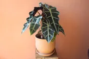 Plant Lover's Pick