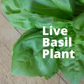Live Basil Plant — Olivia's Garden