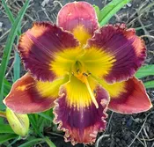 Lava Lamp — Hillsdale Lily Garden