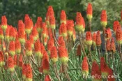 Kniphofia Flamenco (tritoma, red hot poker, torch lily) Plug Flat