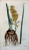 1454. (Anthericum) The Botanical Magazine. London, 1812.