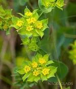 Bupleurum Rotundifolia Flower Seeds