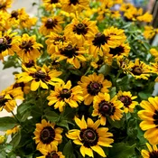 7.5" Rudbeckia Pawnee Spirit