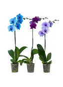 5in Mystique Mix Blue/Lila/Pink/Indigo, pk/18
