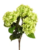 5-Stemmed Hydrangea