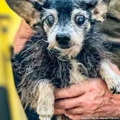 153 Animals Rescued From Hoarding Horrors Are Now Fighting for Their Lives