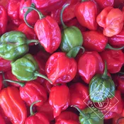 Aji Dulce #2