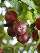 Apple Trees - Arkansas Black