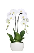 10in Swan Orchid Garden in White Ceramic 4/pk