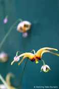 Epimedium wushanense 'Caramel', Barrenwort