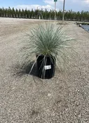Blue Oat Grass #1