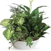 Large Dish Garden
