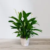 Classic Peace Lily Basket