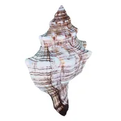 Fox Shell Large