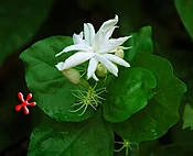Jasminum sambac 'Belle of India' Jasmine