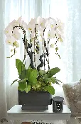 CALABASAS ROMANTIC ORCHID BLISS