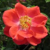 Oso Easy® Mango Salsa Rose (Rosa)