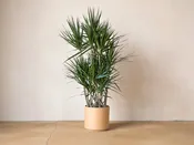 Dracaena Marginata v. Character — Mother Co., Plants