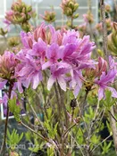 Azalea, Exbury Hybrid ‘Orchid Lights’