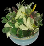DISH GARDEN PLANTER