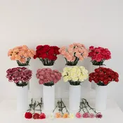 200 Carnations for Mother's Day