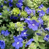Blue My Mind Evolvulus 6" Pot