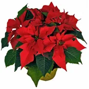 6.5 Inch Red Poinsettia