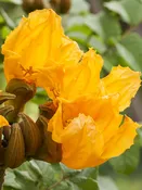 African Gold Tulip Tree (spathodea campanulata)